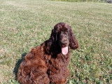 Mâle Cocker Anglais disponible pour saillie