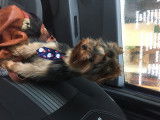 Mâle Yorkshire Terrier disponible pour saillie