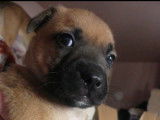 Riley ( collier orange)