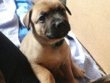 Marley (collier vert foncé)