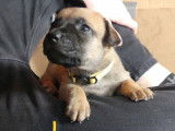 Louna ( collier jaune)