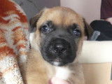 Cooper (collier bleu foncé)