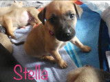 Stella ( collier rose foncé)