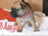 Maya ( collier rouge)