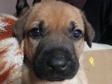 Chiots Berger Malinois croisés Pitbull