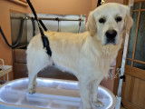 Mâle Golden Retriever disponible pour saillie