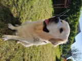 Mâle Golden Retriever disponible pour saillie