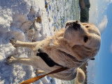Mâle Golden Retriever disponible pour saillie