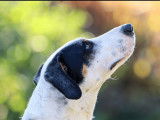 À adopter : chien de 2 ans