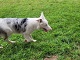 À céder : chien bleu merle