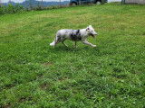 À céder : chien bleu merle