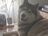 Chien adulte de race Husky Sibérien Mâle à donner