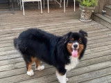Chien adulte de type Berger Australien Mâle à donner