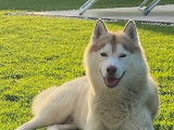 Chien adulte de race Husky Sibérien Mâle à donner