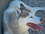 Chien adulte de race Husky Sibérien Mâle à donner
