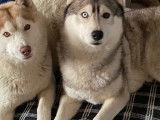 Chien adulte de race Husky Sibérien Mâle à donner