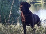 Mâle Labrador chocolat disponible pour saillie