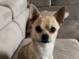 Mâle Chihuahua disponible pour saillie