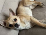 Mâle Chihuahua disponible pour saillie