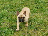 Femelle Bouledogue Français à vendre