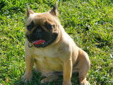 Femelle Bouledogue Français à vendre