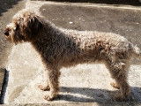 Chien de type Korthals à donner