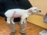 Chiots Setter Anglais à vendre