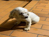 Chiots Setter Anglais à vendre