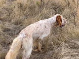 Chiots Setter Anglais à vendre