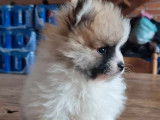 Un chiot Spitz Nain tricolore LOF à vendre