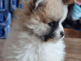 Un chiot Spitz Nain tricolore LOF à vendre