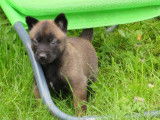 4 chiots Bergers Belges Malinois LOF &agrave; r&eacute;server