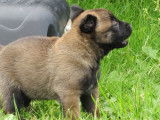 4 chiots Bergers Belges Malinois LOF &agrave; r&eacute;server