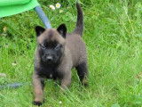4 chiots Bergers Belges Malinois LOF &agrave; r&eacute;server