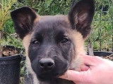Disponibles à l’achat : un chiot Malinois mâle fauve charbonné (LOF)