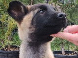 Disponibles à l’achat : un chiot Malinois mâle fauve charbonné (LOF)