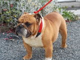Un chien Bulldog Anglais LOF disponible pour une saillie