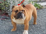 Un chien Bulldog Anglais LOF disponible pour une saillie