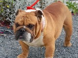 Un chien Bulldog Anglais LOF disponible pour une saillie