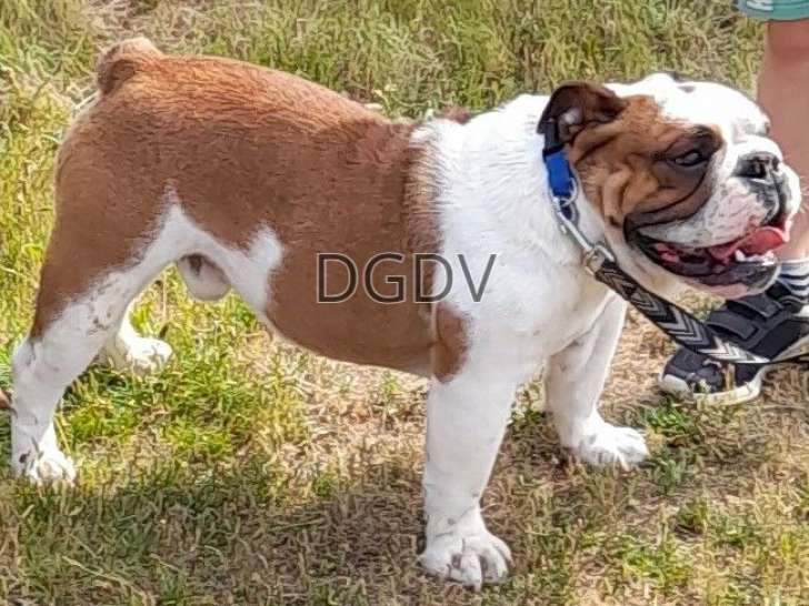 Bulldog Anglais mâle LOF fauve Panache Blanc