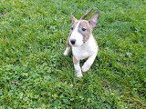 À acheter : 3 chiots Bull Terriers Miniatures mâles bringés (LOF)