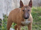 À acheter : 3 chiots Bull Terriers Miniatures mâles bringés (LOF)