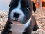 5 chiots Staffordshire Bull Terrier LOF à réserver