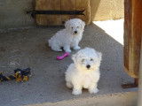 Des chiots Bichons Frisés LOF à vendre