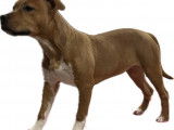 Un chiot femelle Amstaff fauve disponible à l’achat (LOF)