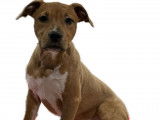 Un chiot femelle Amstaff fauve disponible à l’achat (LOF)