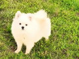 Un chiot Spitz Allemand blanc LOF disponible à la vente