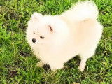 Un chiot Spitz Allemand blanc LOF disponible à la vente