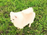 Un chiot Spitz Allemand blanc LOF disponible à la vente