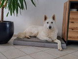 Mâle Berger Blanc Suisse LOF disponible pour saillie